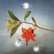 Flor vermella de "Viatges i Flors" de Mercè Rodoreda