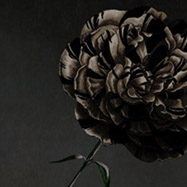 Flor negra de "Viatges i flors" de Mercè Rodoreda